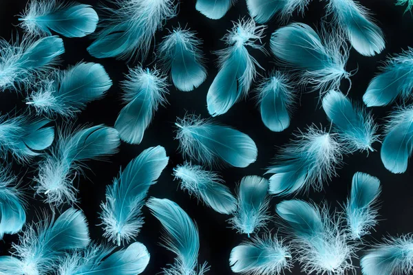 Seamless background with bright blue feathers isolated on black — Stock Photo