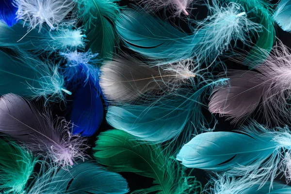 Seamless background with multicolored feathers isolated on black — Stock Photo