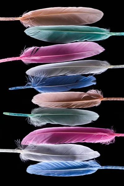 Vertical row of bright soft colorful feathers isolated on black — Stock Photo