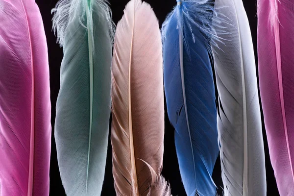 Primer plano de plumas coloridas suaves brillantes en la fila aislada en negro - foto de stock