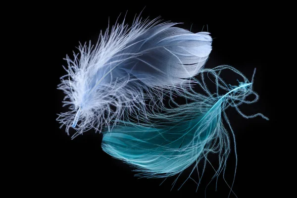 Two blue bright soft feathers isolated on black — Stock Photo