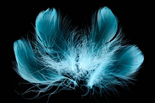 Azul brilhante texturizado e macio plumas isolado em preto — Fotografia de Stock