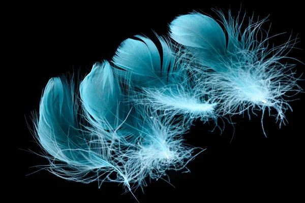 Plumes bleu clair texturées et légères isolées sur noir — Photo de stock