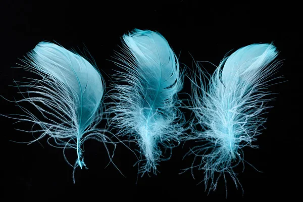 Row of blue bright textured and lightweight feathers isolated on black — Stock Photo