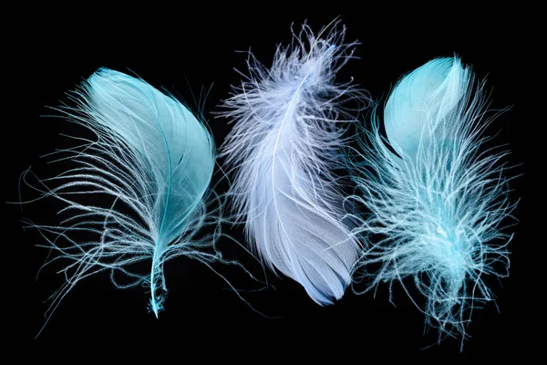 Tres plumas azules brillantes texturizadas y ligeras aisladas en negro - foto de stock