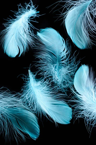 Fondo con plumas ligeras brillantes azules aisladas en negro - foto de stock