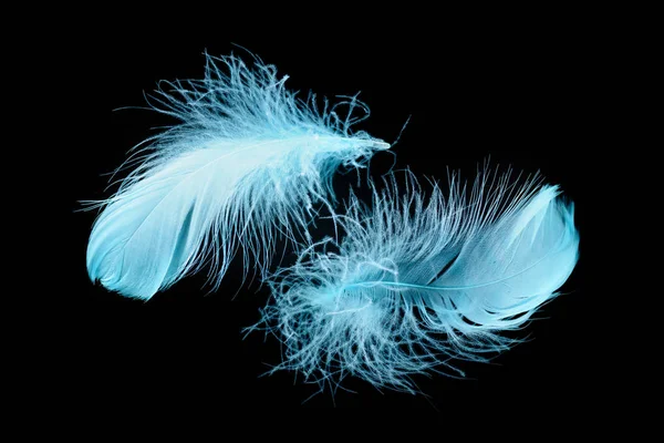 Two blue bright textured and lightweight feathers isolated on black — Stock Photo
