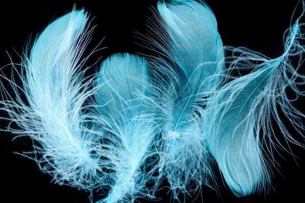 Fondo con plumas azules brillantes texturizadas y ligeras aisladas en negro - foto de stock