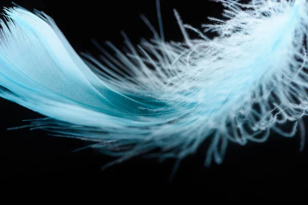 Close up of blue textured plume isolated on black — Stock Photo