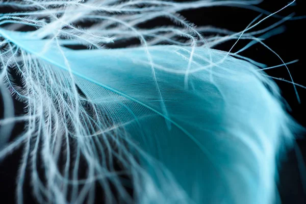 Primo piano di piuma testurizzata blu chiaro isolato su nero — Foto stock
