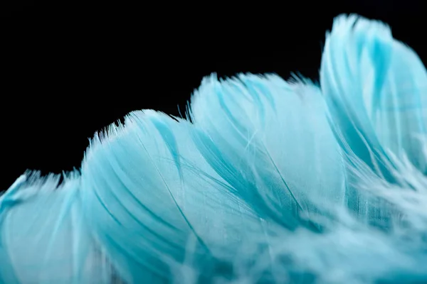 Close up of lightweight blue textured feathers isolated on black with copy space — Stock Photo