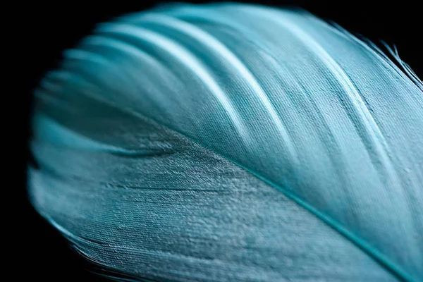 Primer plano de pluma de textura azul suave aislada en negro - foto de stock