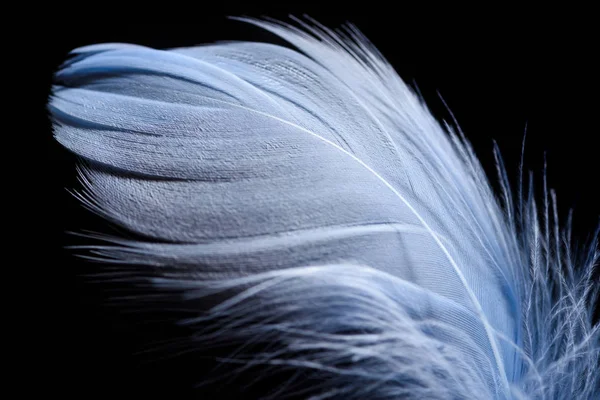 Close up of lightweight textured feather isolated on black — Stock Photo