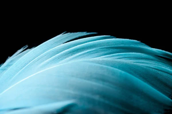 Close up of colorful blue textured feather isolated on black with copy sace — Stock Photo