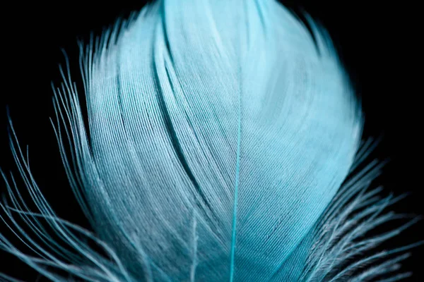 Gros plan de plume texturée bleu clair doux isolé sur noir — Photo de stock