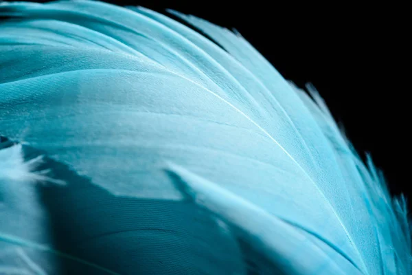 Primer plano de la luz colorido azul textura pluma aislada en negro - foto de stock