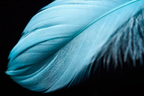 Close up of lightweight blue feather isolated on black — Stock Photo