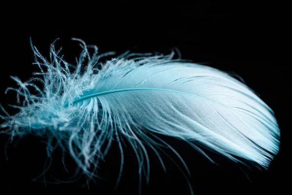 Close up of lightweight blue and soft textured feather isolated on black — Stock Photo