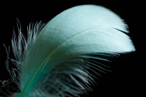 Primer plano de plumas de textura ligera verde y suave aisladas en negro - foto de stock