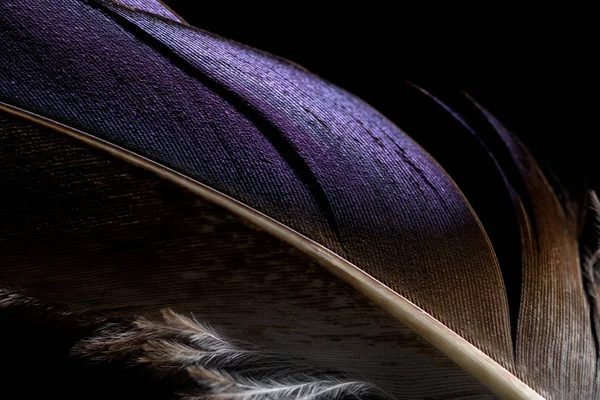 Close up of lightweight purple and brown soft textured feather isolated on black — Stock Photo