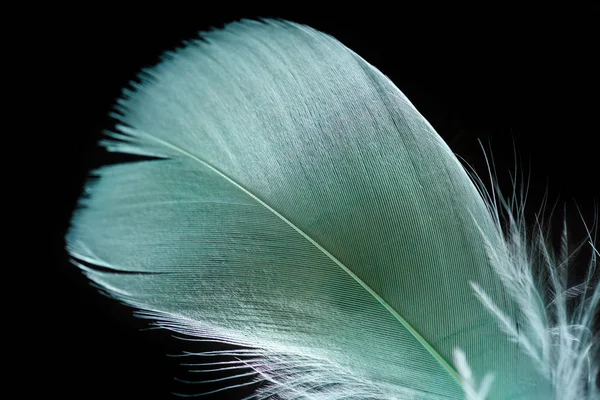 Close up of light green and soft textured feather isolated on black — Stock Photo