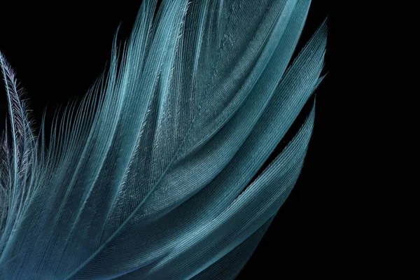 Gros plan de plumes texturées légères vertes isolées sur noir — Photo de stock
