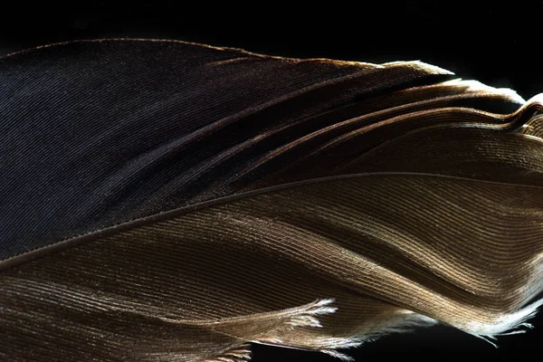 Close up of brown lightweight textured feather isolated on black — Stock Photo