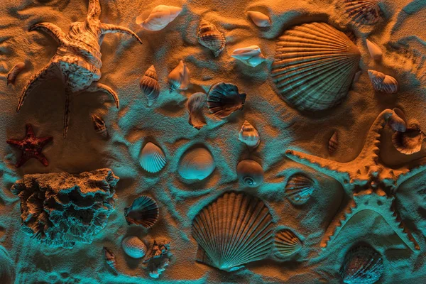 Vista superior de conchas, estrelas do mar, pedras do mar e corais na areia com luzes laranja e azul — Fotografia de Stock