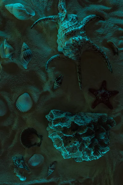 Vista superior de conchas marinas, estrellas de mar y coral sobre arena con luz oscura - foto de stock