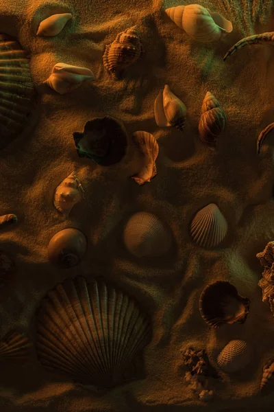 Draufsicht auf verschiedene Muscheln auf Sand mit orangefarbenem Licht — Stockfoto