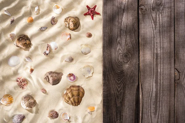 Vista superior de conchas marinas y estrellas de mar sobre arena y tablero marrón de madera - foto de stock