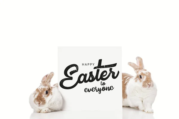 Niedlichen Hasen in der Nähe Bord mit schwarzen frohe Ostern an alle Schriftzug isoliert auf weiß — Stockfoto