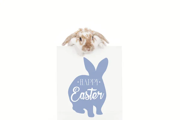 Lindo conejito cerca de la junta con letras de Pascua feliz y conejo ilustración aislado en blanco - foto de stock