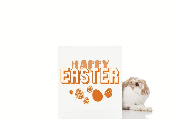 Bonito coelho perto bordo com feliz Páscoa e Páscoa ovos ilustração isolado no branco — Fotografia de Stock