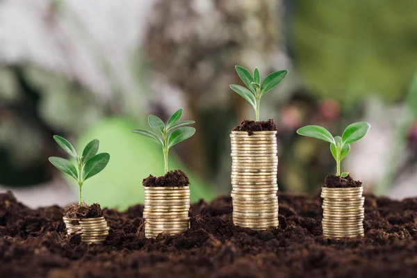 Selective focus of arranged golden coins with green leaves and soil, financial growth concept — Stock Photo