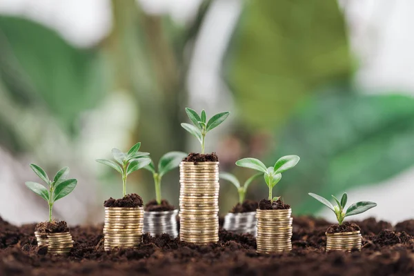 Расставлены монеты с зелеными листьями и почвой, концепция финансового роста — стоковое фото
