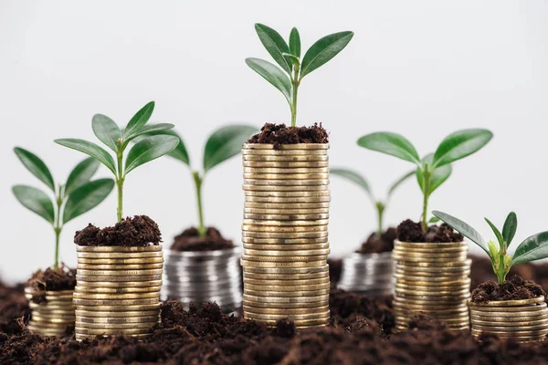 Monedas de oro con hojas verdes y suelo aislado en blanco, concepto de crecimiento financiero - foto de stock