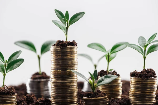 Enfoque selectivo de monedas con hojas verdes y suelo aislado en blanco, concepto de crecimiento financiero - foto de stock