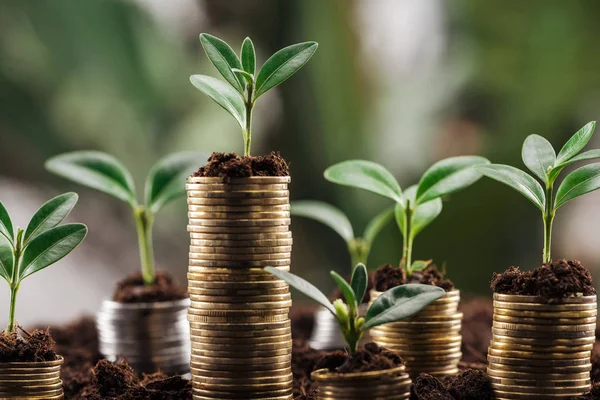 Coins with soil and green leaves, financial growth concept — Stock Photo