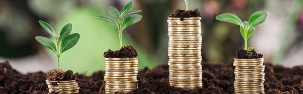 Panoramic shot of golden coins with green leaves and soil, financial growth concept — Stock Photo