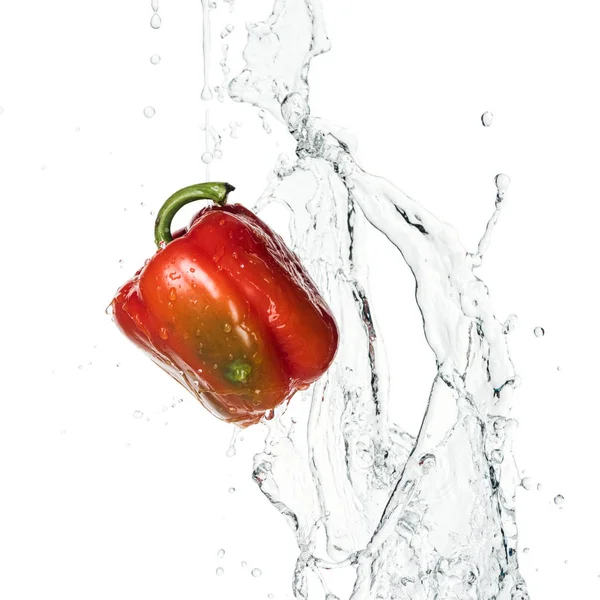 Pimentão vermelho fresco saboroso inteiro com respingo de água e gotas isoladas no branco — Fotografia de Stock