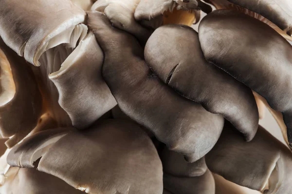 Close up view of white raw textured mushrooms in heap — Stock Photo
