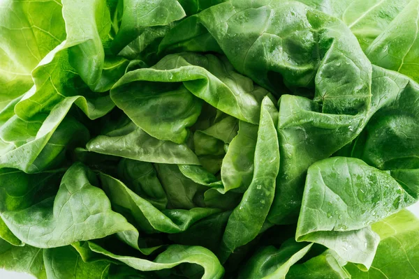 Vista de cerca de las hojas de lechuga verde húmeda natural cruda con gotas de agua - foto de stock