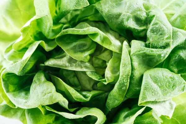 Vista de cerca de hojas frescas de lechuga verde húmeda cruda con gotas de agua - foto de stock