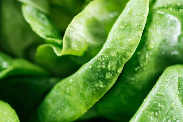 Close up view of fresh wet green lettuce leaves — Stock Photo