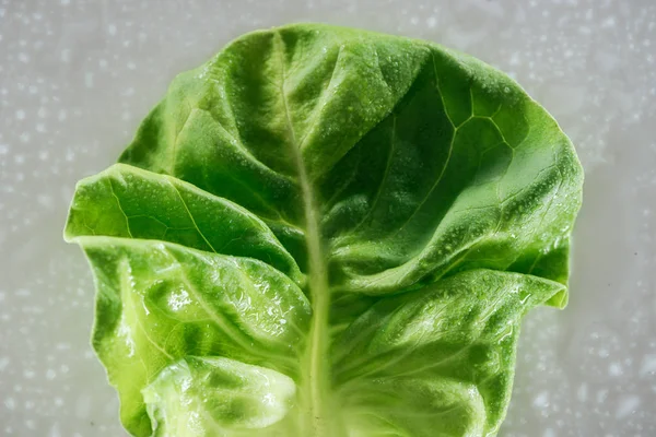 Vue rapprochée de la feuille de laitue verte humide naturelle fraîche avec des gouttes — Photo de stock