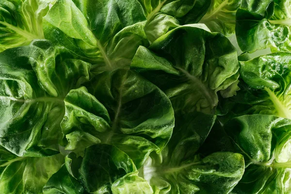 Nahaufnahme von frischen nassen grünen Salatblättern — Stockfoto