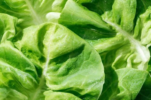 Close up view of fresh natural green lettuce leaves with water drops — Stock Photo