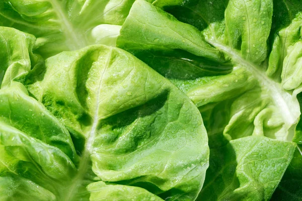 Vista de cerca de las hojas de lechuga verde natural fresca con gotas de agua - foto de stock