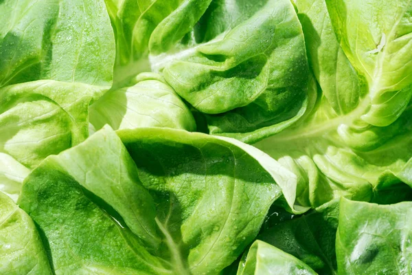 Close up view of fresh organic wet green lettuce leaves with water drops — Stock Photo